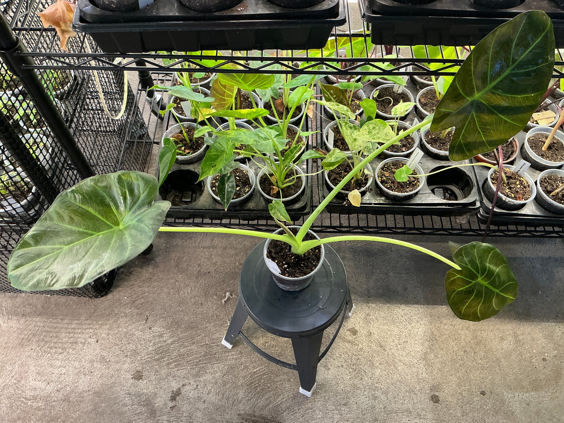 Alocasia Regal Shield - 4in