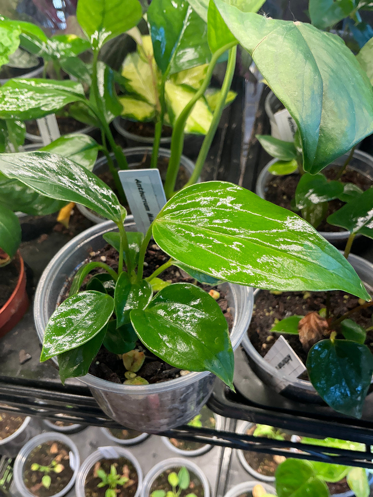 Anthurium Miss June Purple live anthurium from Mulliken Nursery