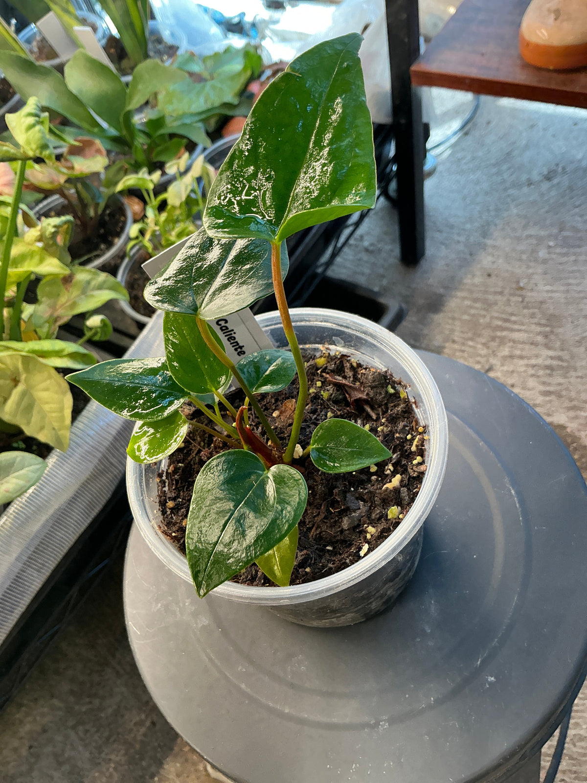 Anthurium Caliente live anthurium from Mulliken Nursery