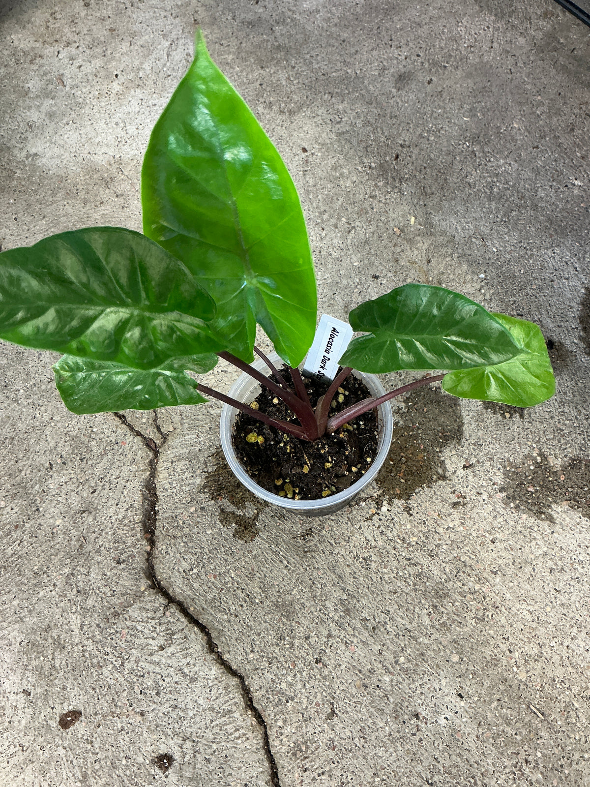Alocasia Dark Star - 4in