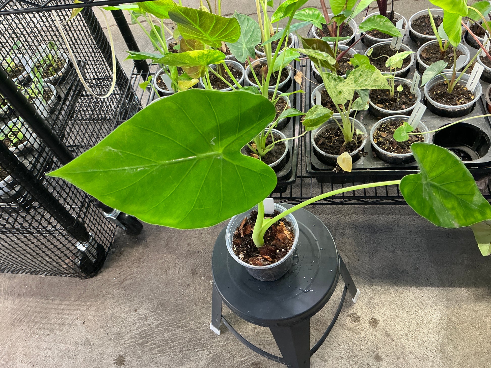 Alocasia Calidora - 4in