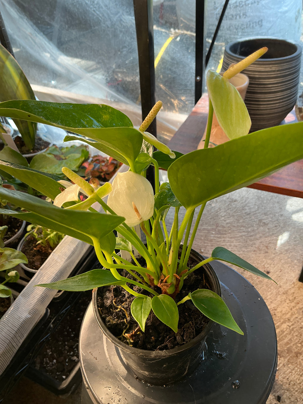 Anthurium With White (4")