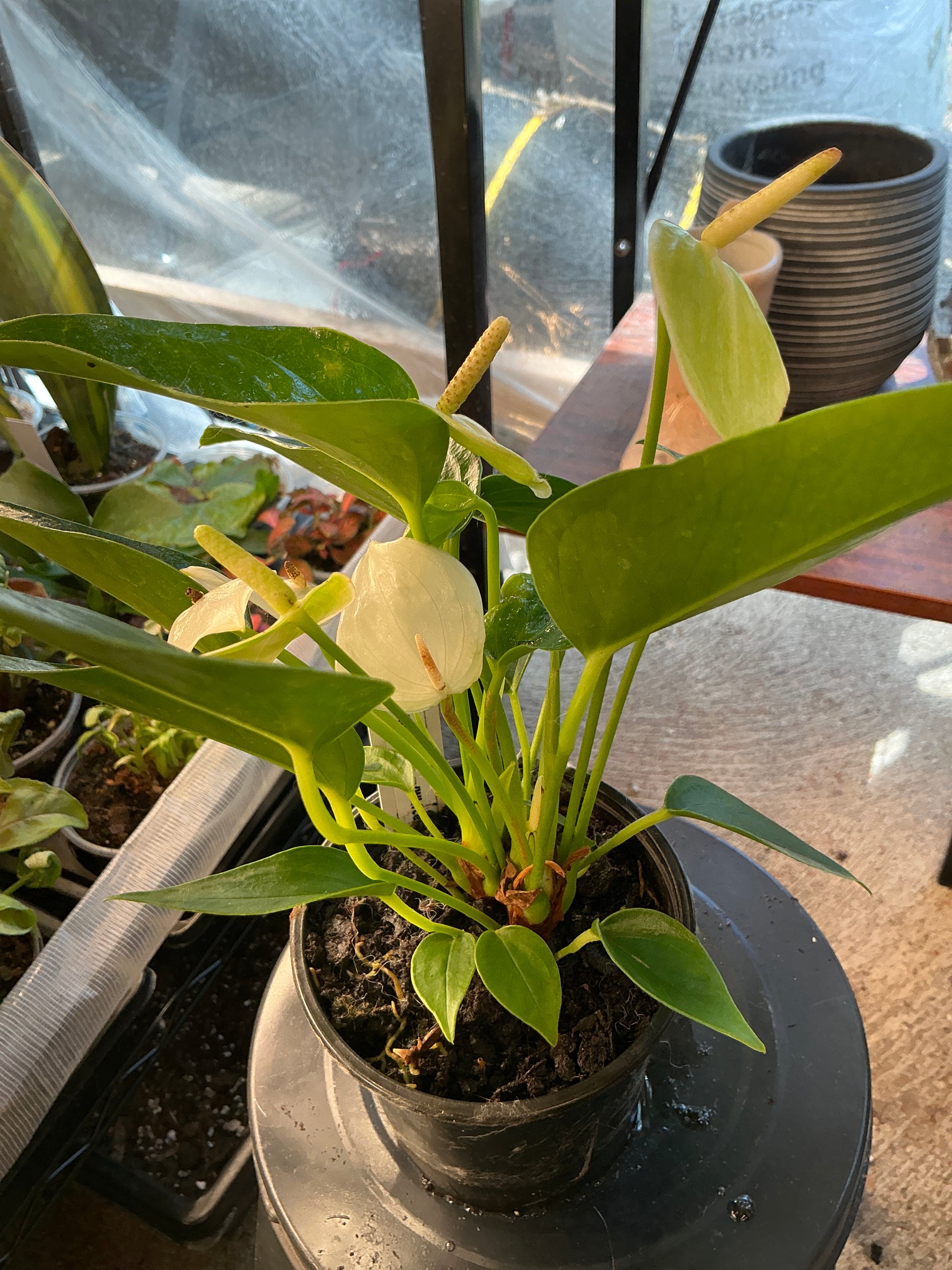 Anthurium With White (4")