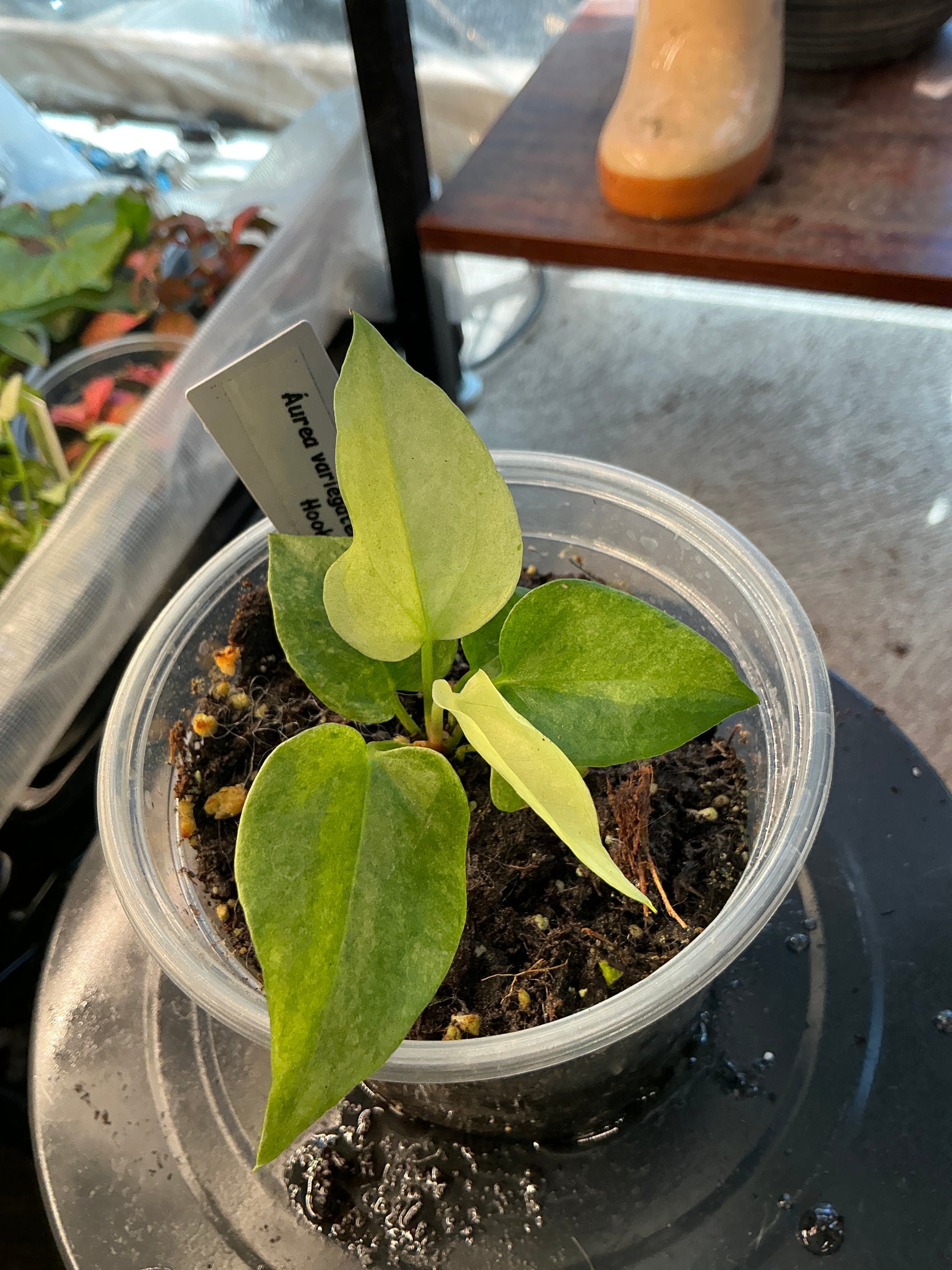 Anthurium Variegated Hookeri Aurea (4")