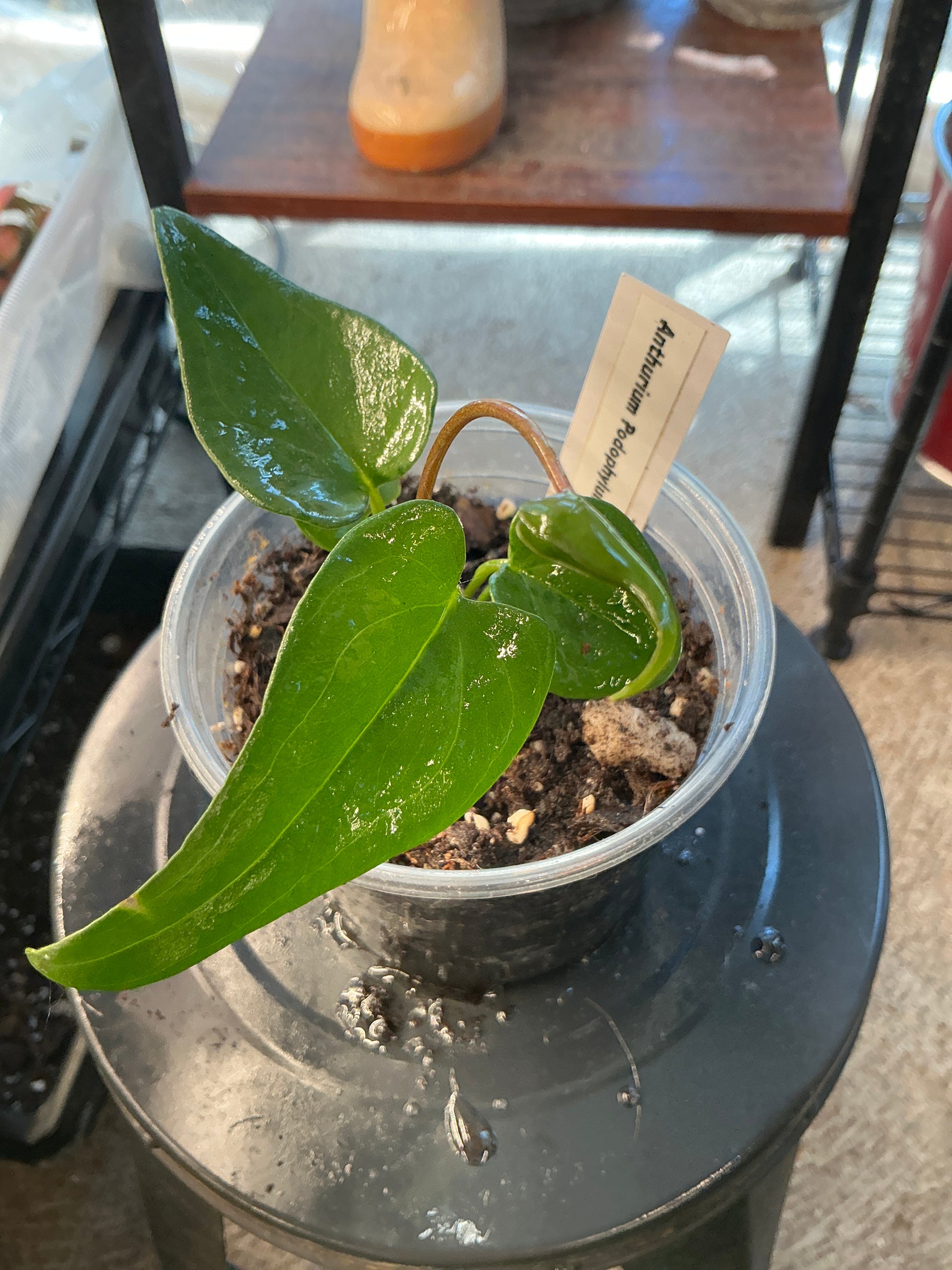 Anthurium Podophylum (4")