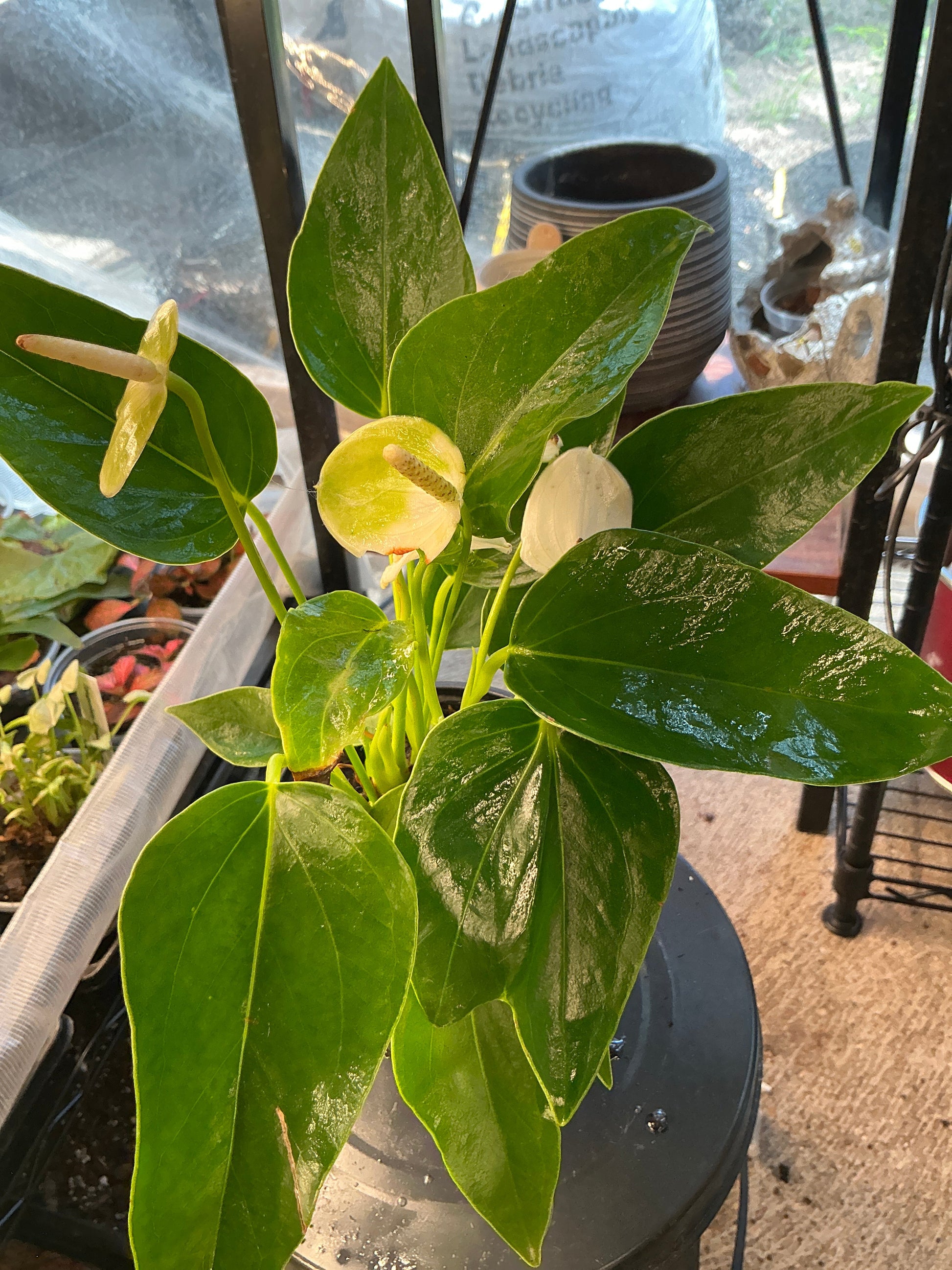 Anthurium With White