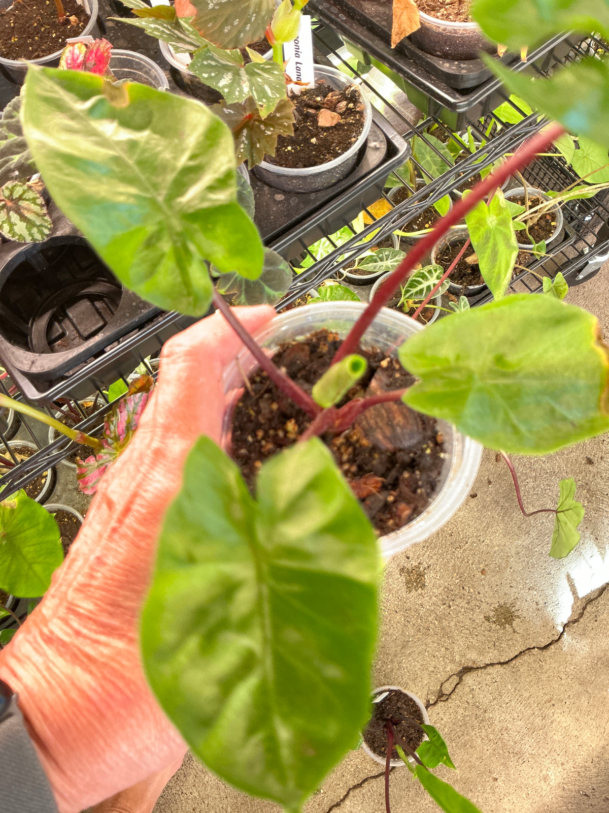 Alocasia Black Stem - 4in
