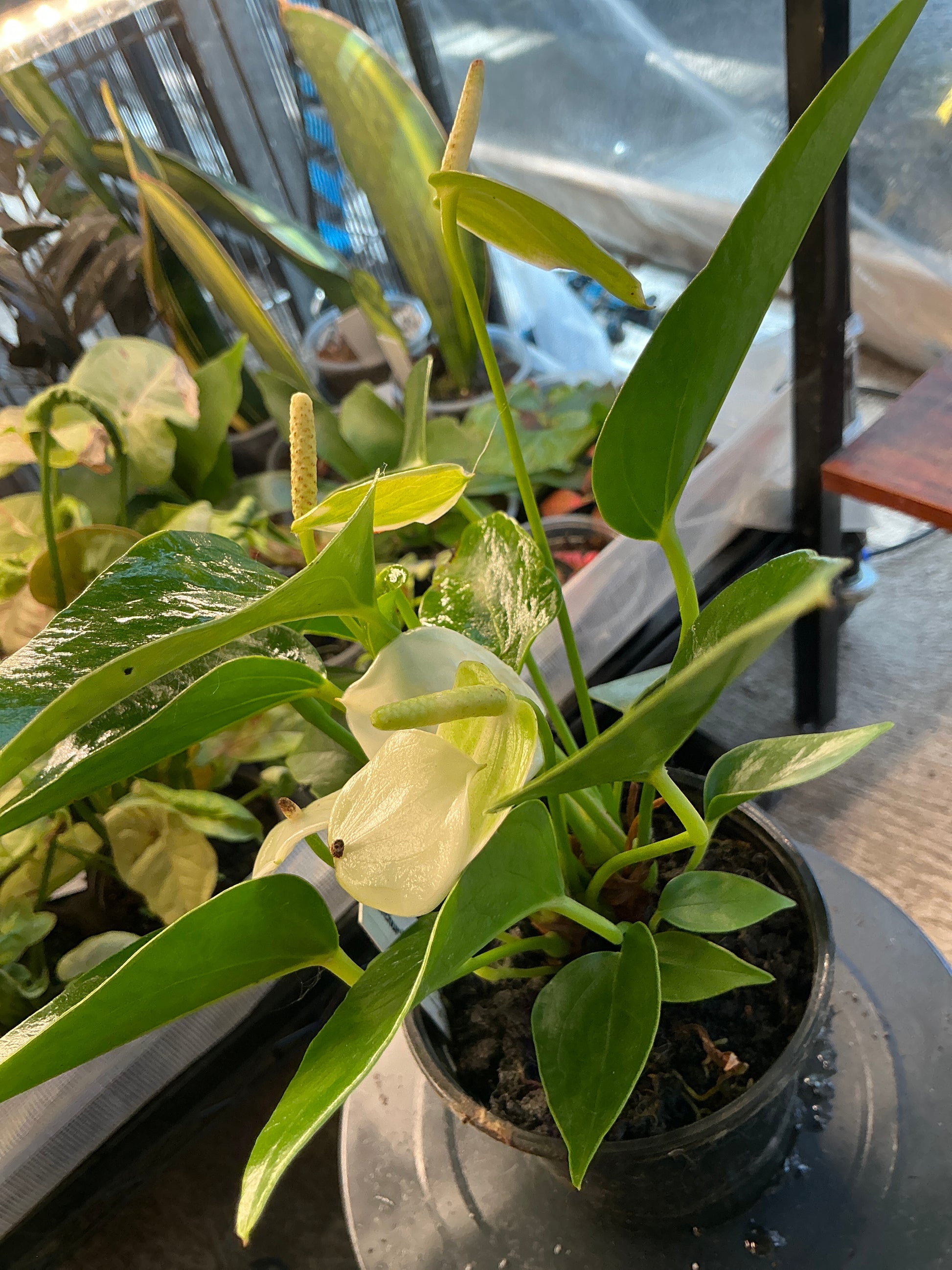 Anthurium With White (4")