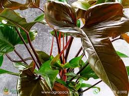 Philodendron Florida Bronze (4")