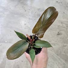 Philodendron Florida Bronze (4")