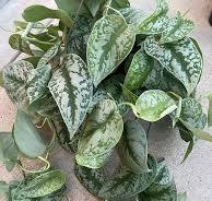 Scindapsus Silver Splash