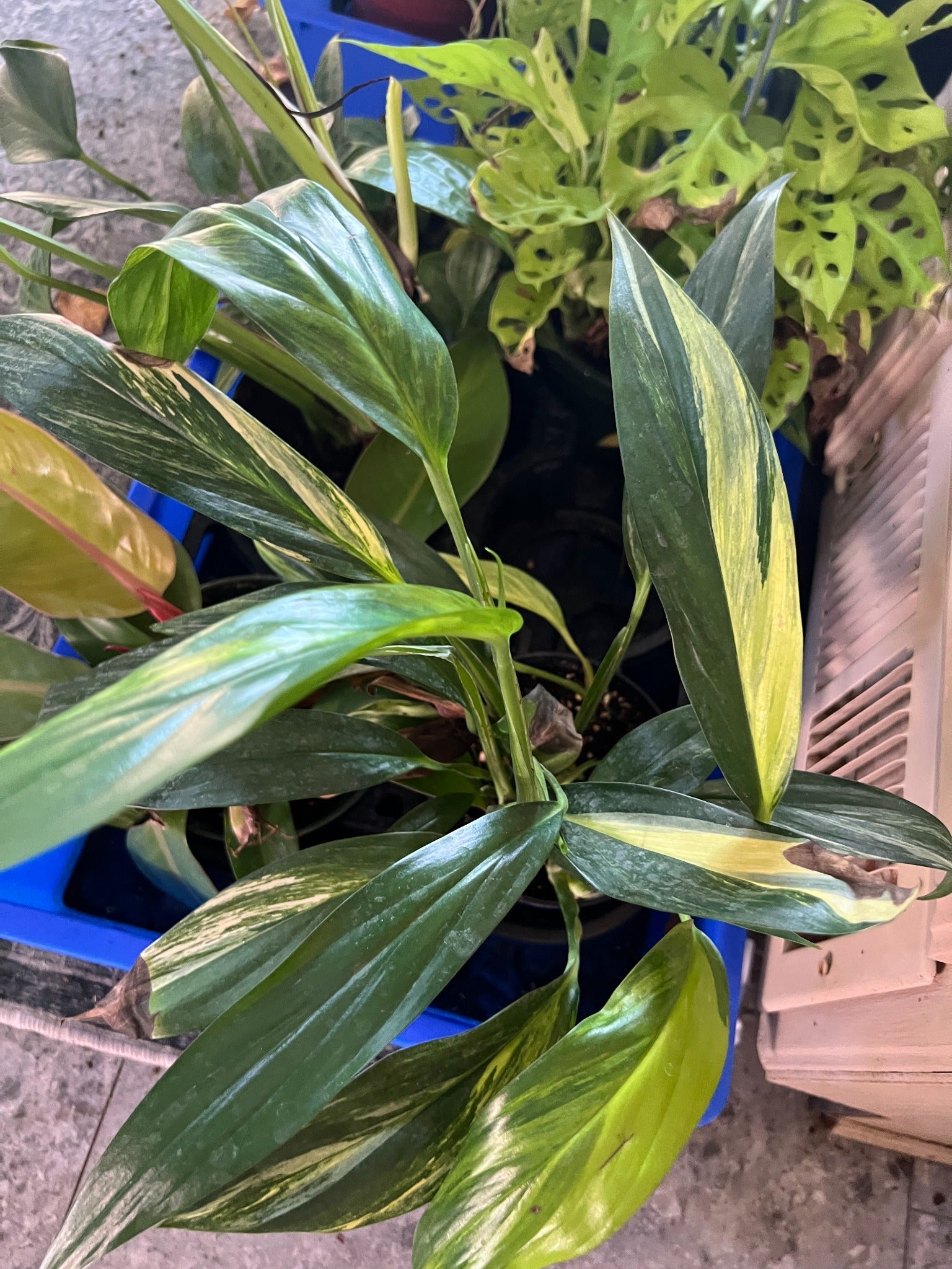 Epipremnum Amplissimum Variegated 6-inch plant