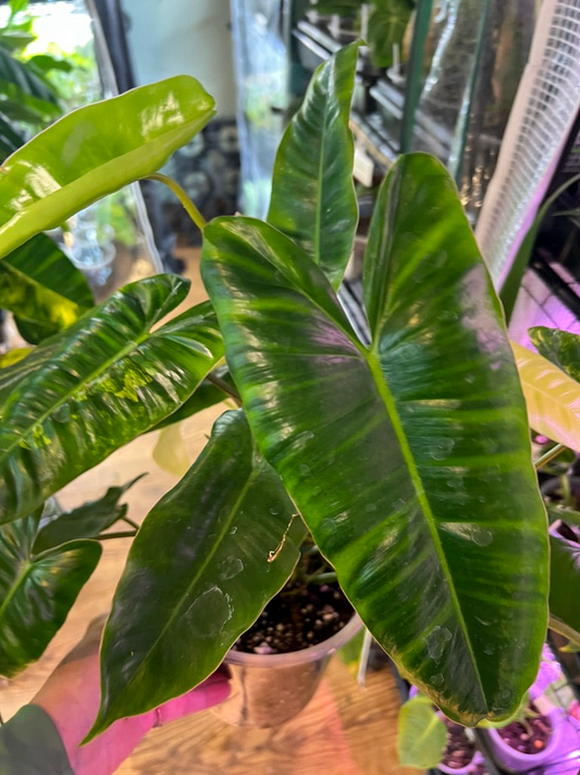Philodendron Burle Marx in a six-inch pot, natural foliage color