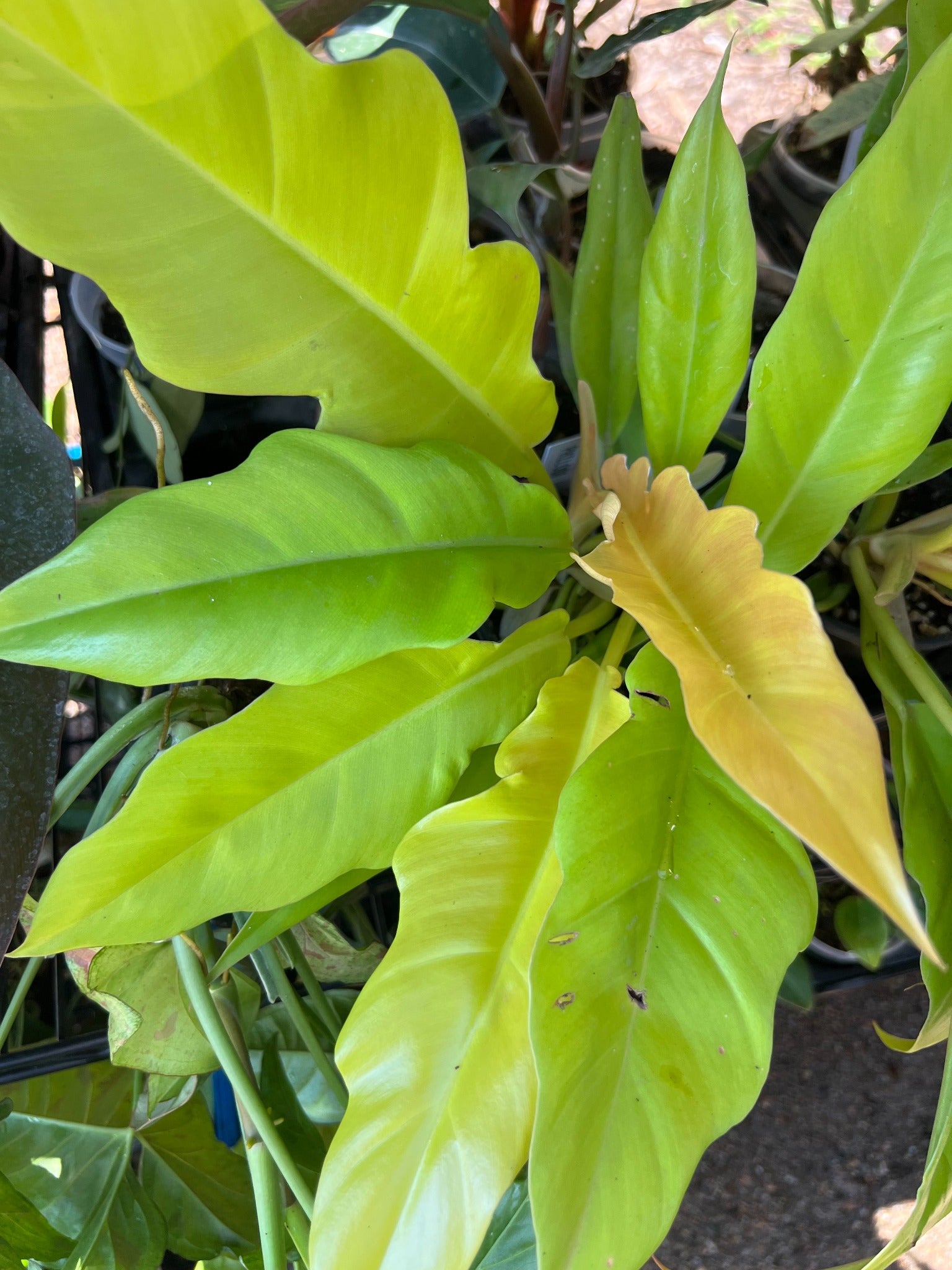 Philodendron Golden Crocodile 6-inch plant