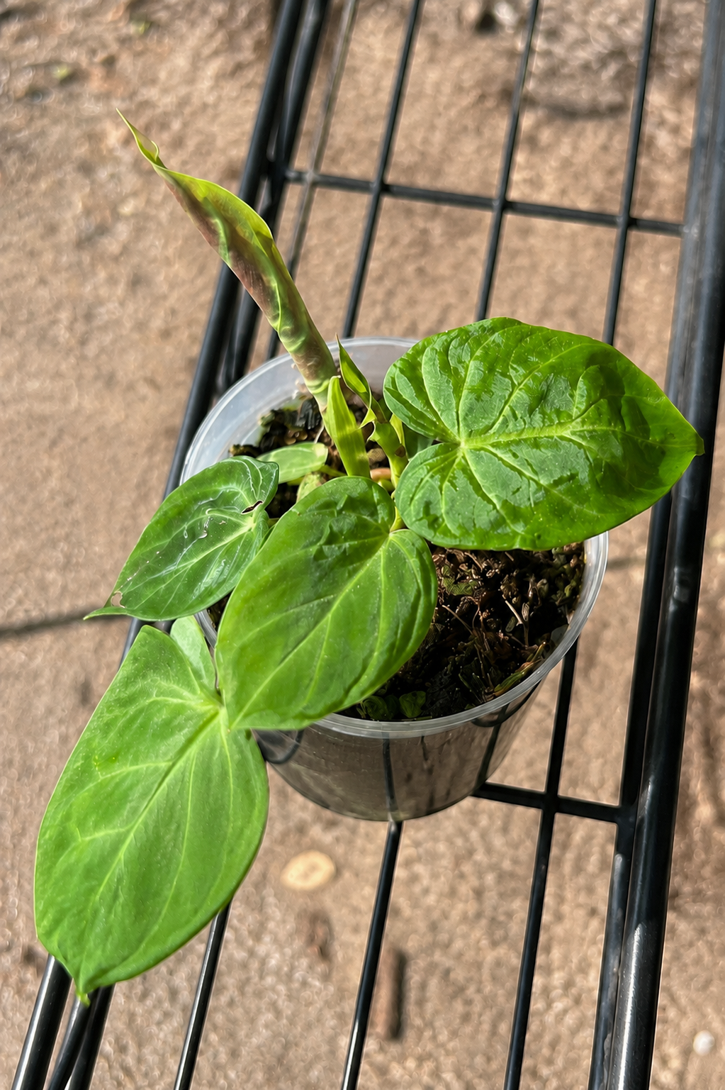 Philodendron Verrucosum in a 4-inch clear pot
