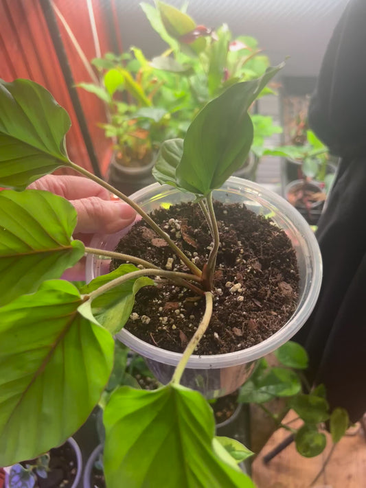 Adelonema Red Velvet