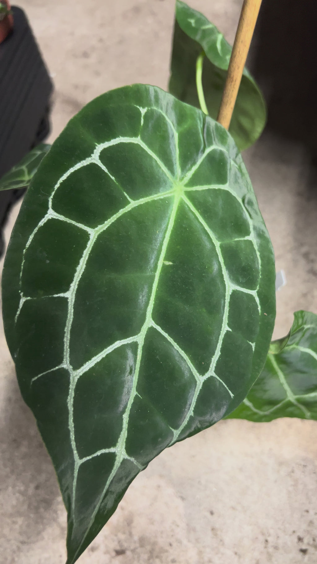 Anthurium 'Silver Streak'