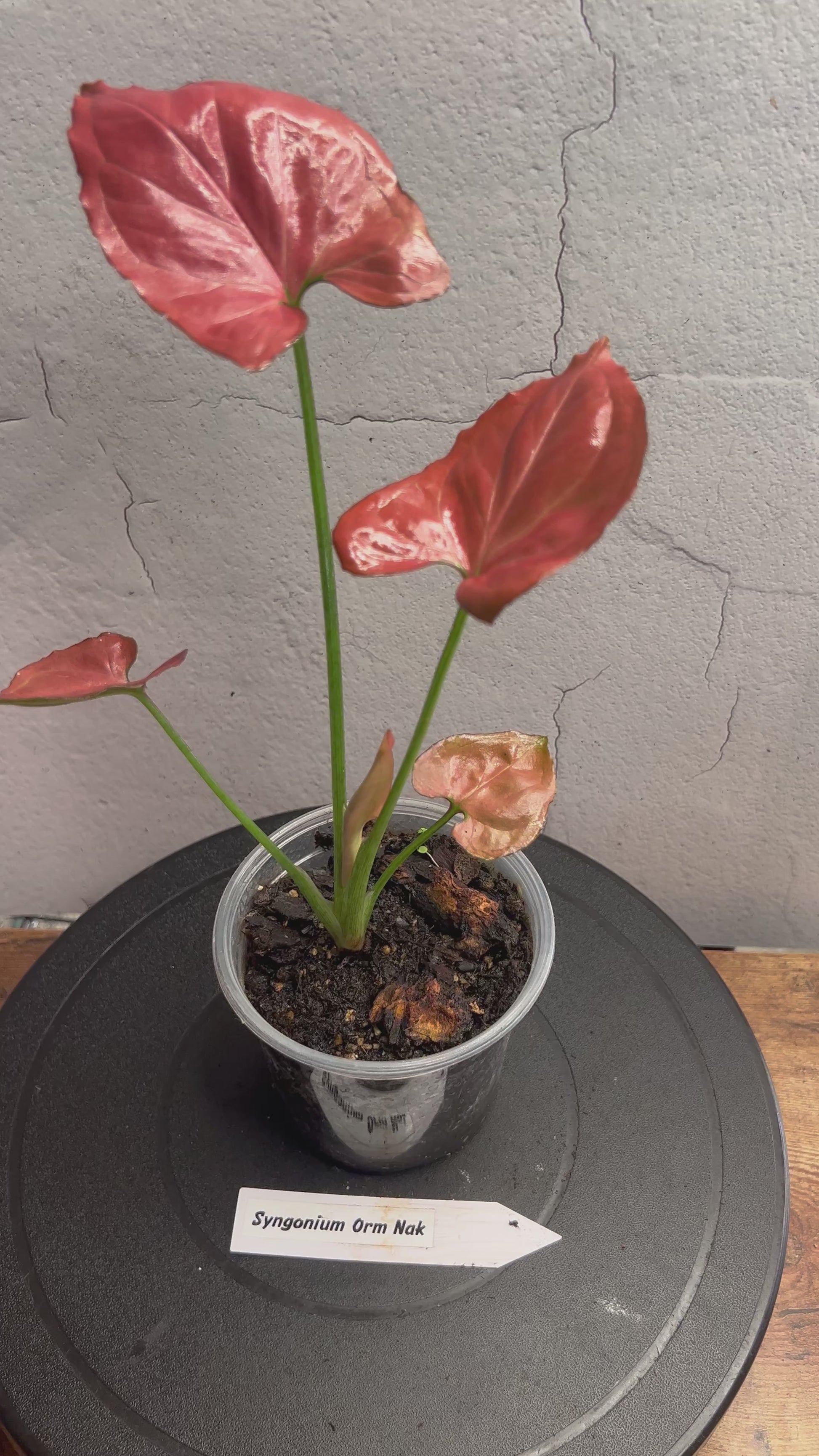Sygonium Orm Nak