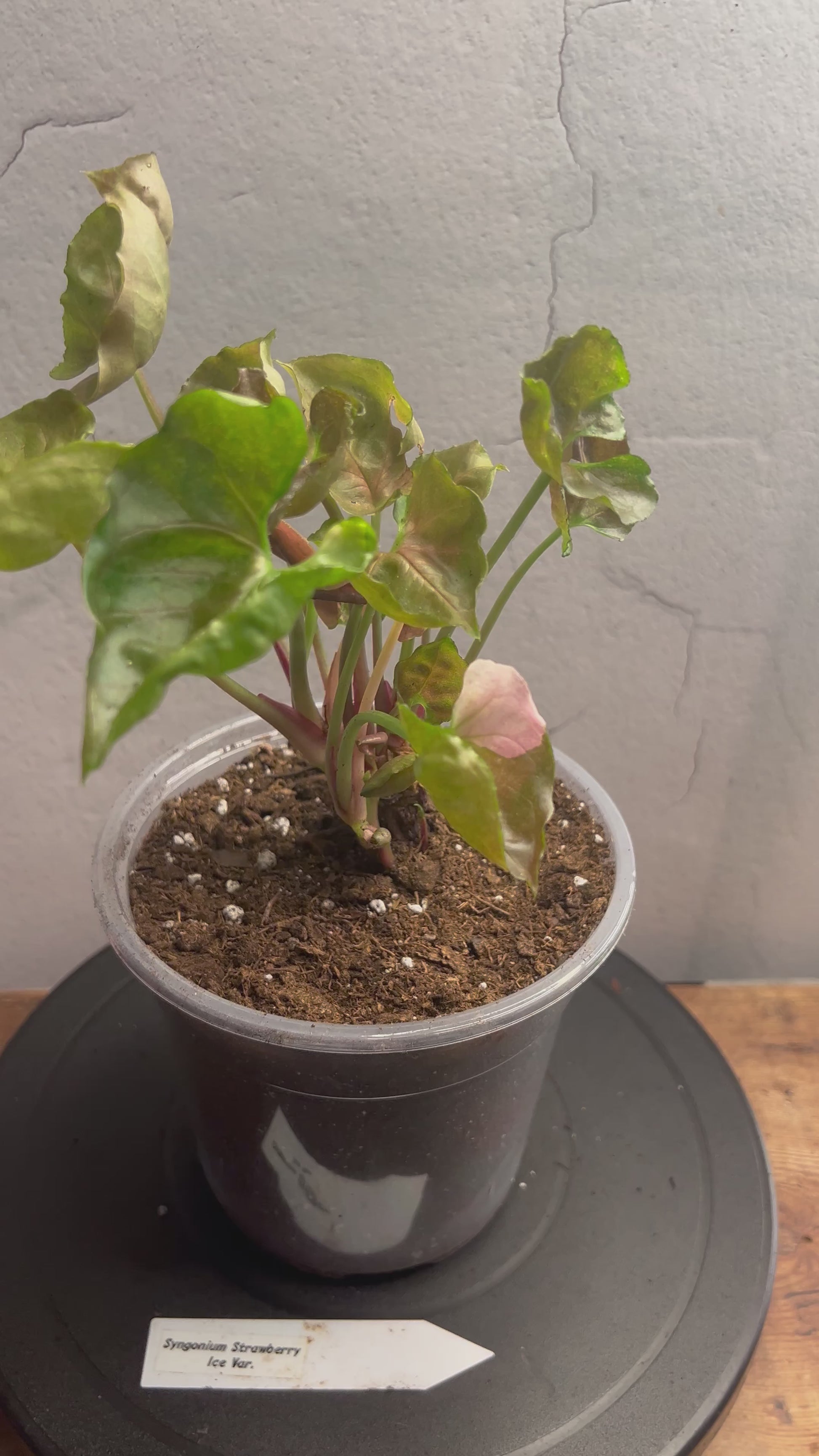 Syngonium Strawberry Ice, Var.