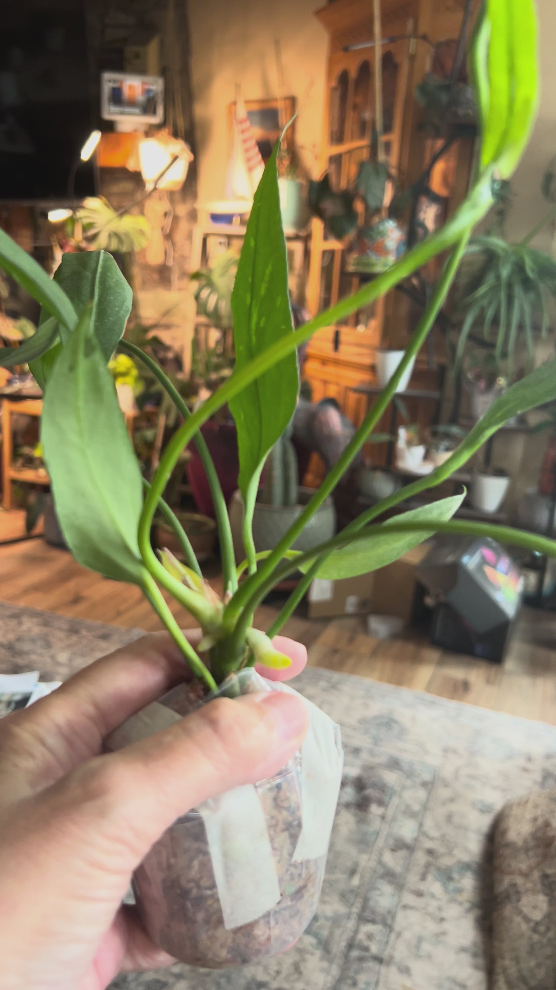 Anthurium Vittarifolium