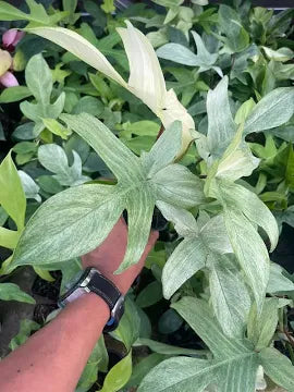 Philodendron Florida Mint