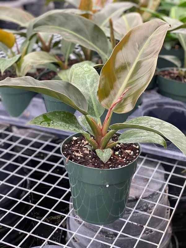 Philodendron Imperial Red