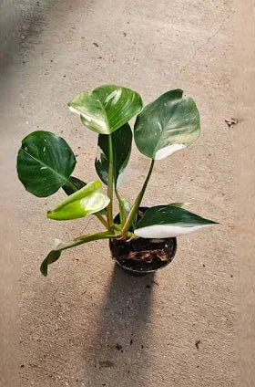 Philodendron White Princess live philodendron from Mulliken Nursery