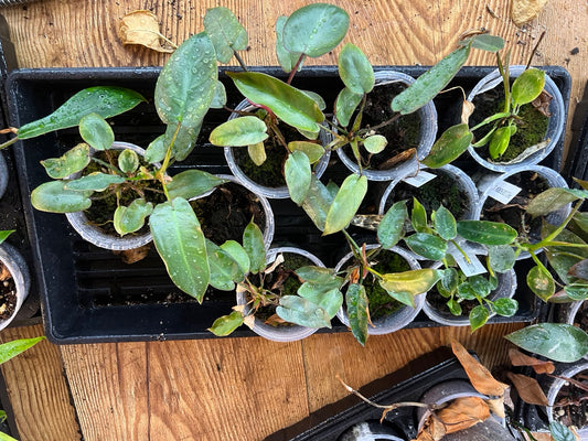 Philodendron Holtonianum young plants in 4 inch pots