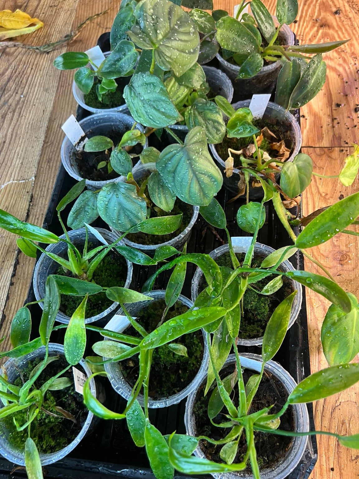 Philodendron Atabapoense young plants in 4 inch pots